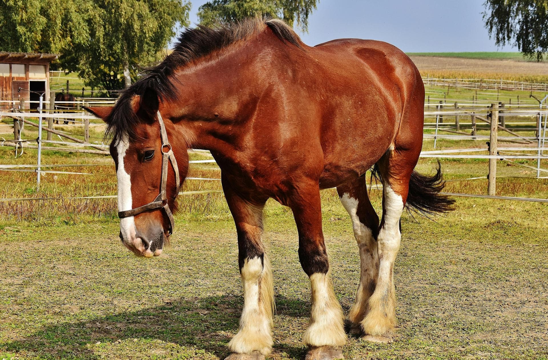 Farm & Large-Animal Vets near Orkney