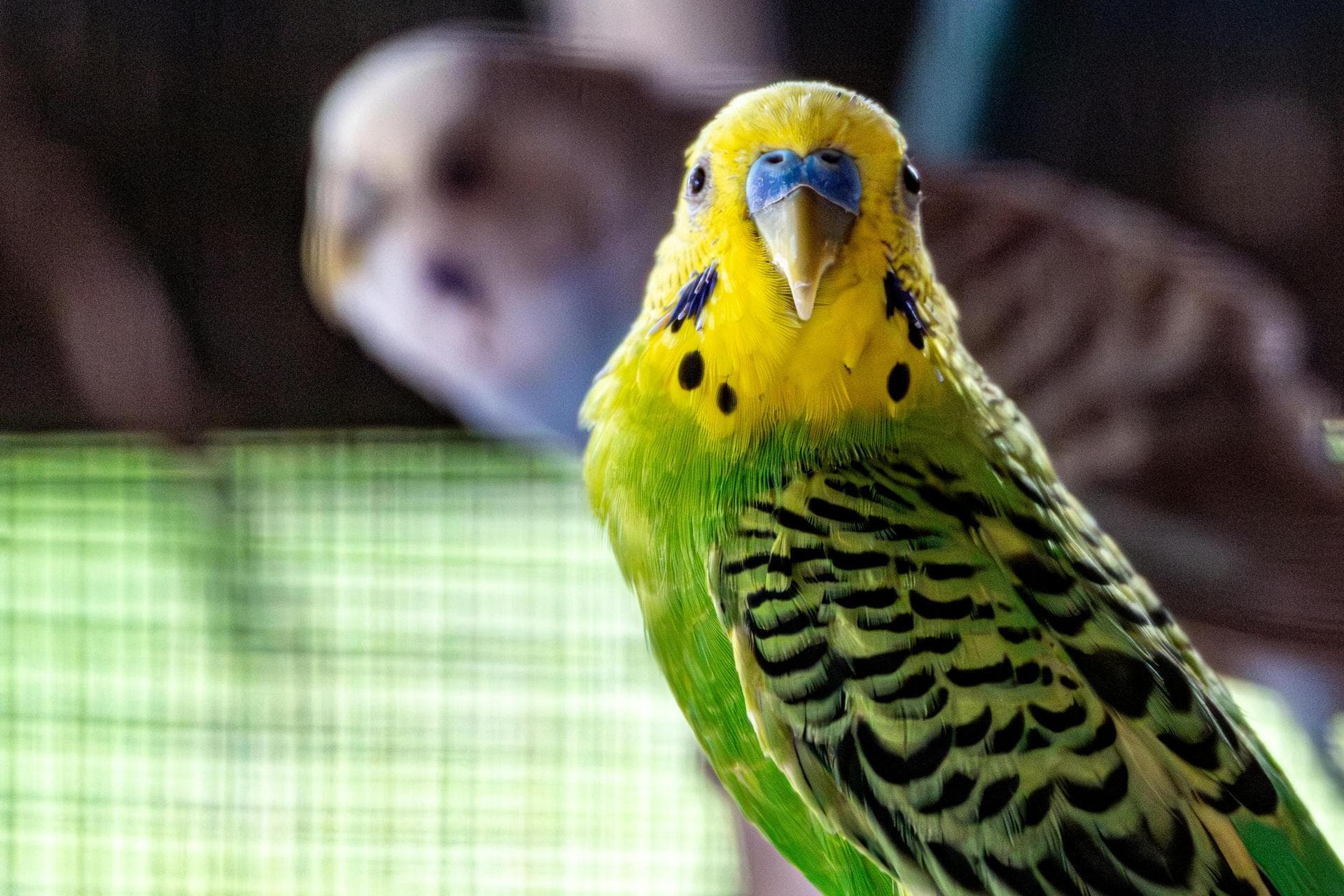 Best Vets in Peebles